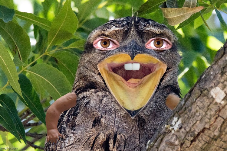 THIS IS A THREAT | image tagged in cursed image,cursed,bird | made w/ Imgflip meme maker
