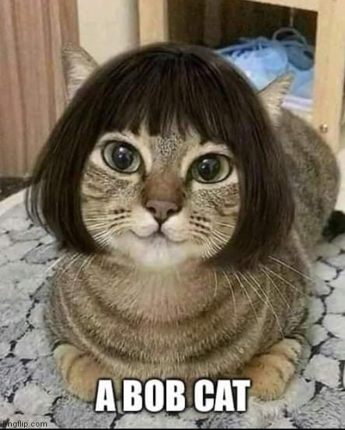 image tagged in cats,bob,haircut,bob cat | made w/ Imgflip meme maker