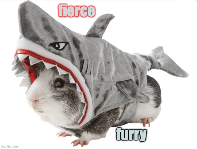 Be afraid, celery |  fierce; furry | image tagged in guinea pig,shark,costume,cute | made w/ Imgflip meme maker