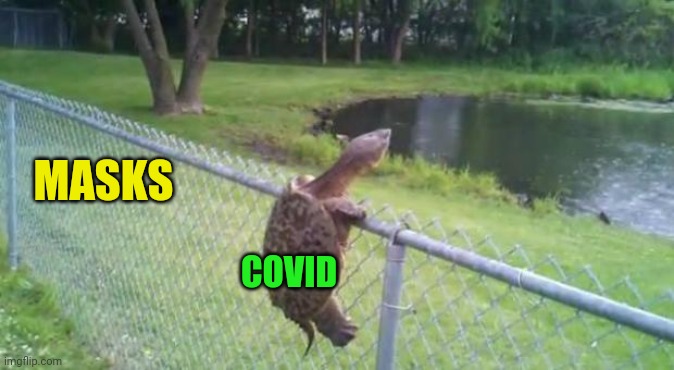 turtle fence escape | MASKS COVID | image tagged in turtle fence escape | made w/ Imgflip meme maker