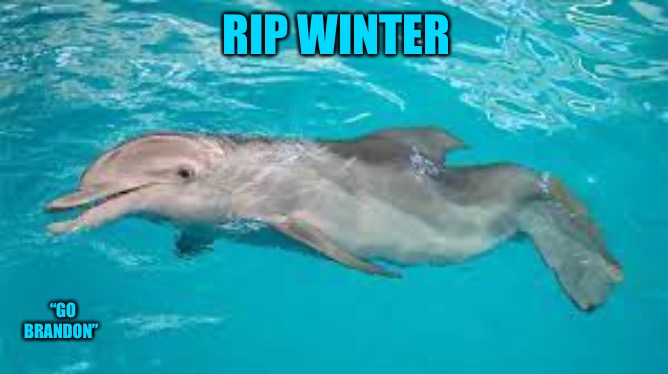 Animal Heroes |  RIP WINTER; “GO BRANDON” | image tagged in winter,dolphin,dolphins,memes,meanwhile in florida,animal memes | made w/ Imgflip meme maker