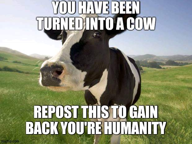 COWED | YOU HAVE BEEN TURNED INTO A COW; REPOST THIS TO GAIN BACK YOU'RE HUMANITY | image tagged in cow | made w/ Imgflip meme maker