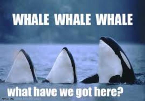 image tagged in memes,whales,puns | made w/ Imgflip meme maker