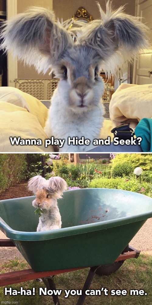Camouflage | Wanna play Hide and Seek? Ha-ha! Now you can’t see me. | image tagged in funny memes,bunnies | made w/ Imgflip meme maker