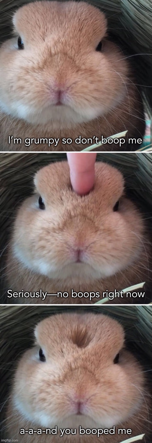 Grumpy Bunny | I’m grumpy so don’t boop me; Seriously—no boops right now; a-a-a-nd you booped me | image tagged in funny memes,bunnies | made w/ Imgflip meme maker