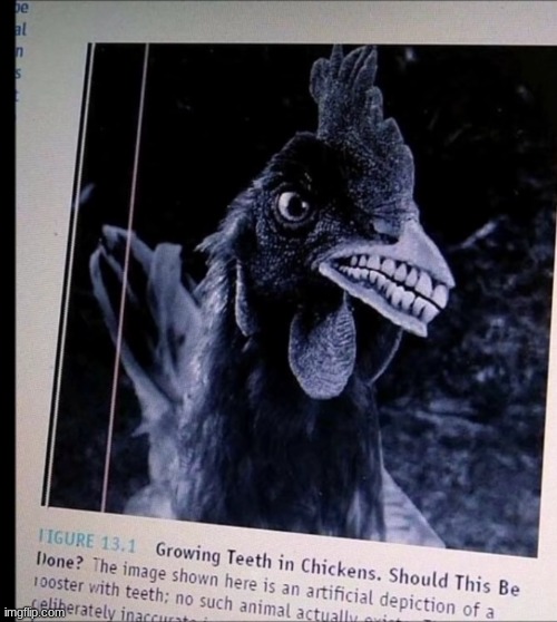 nO | made w/ Imgflip meme maker