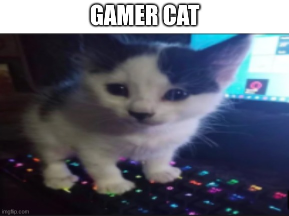 Not my cat but it's cute | GAMER CAT | image tagged in memes,cute cat,video games,gamers,cute,aww | made w/ Imgflip meme maker