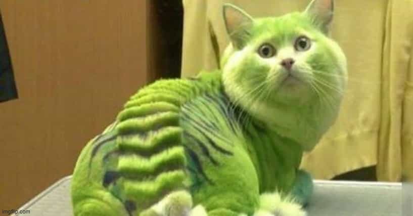 green cat | image tagged in cats | made w/ Imgflip meme maker
