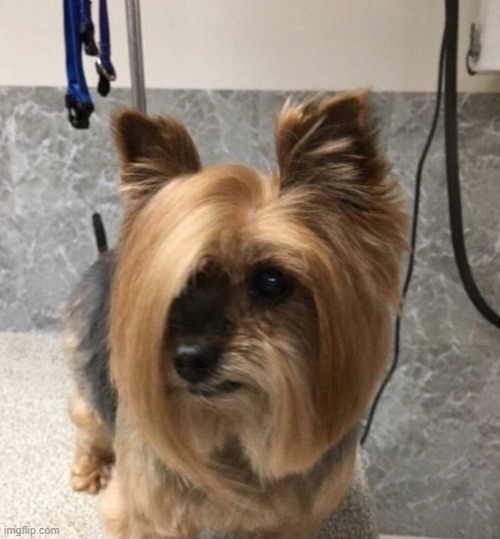 does this look similar to you | image tagged in dogs,karen | made w/ Imgflip meme maker