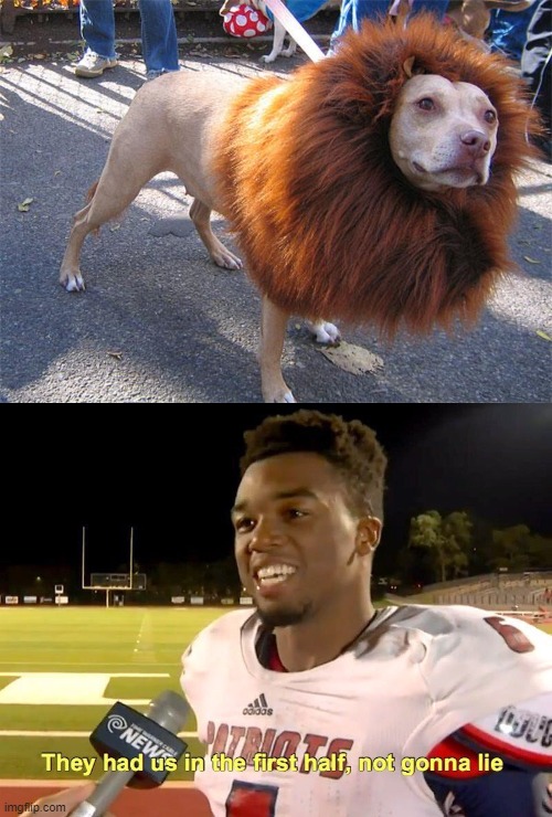 dOGS | image tagged in they had us in the first half | made w/ Imgflip meme maker