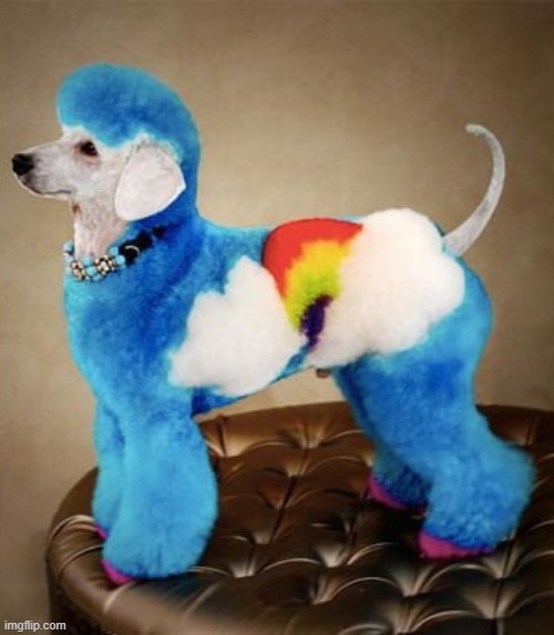 image tagged in dogs | made w/ Imgflip meme maker