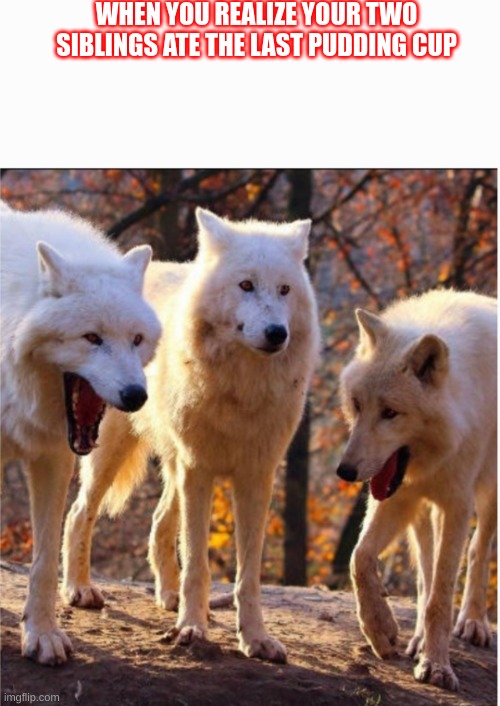 pudding | WHEN YOU REALIZE YOUR TWO SIBLINGS ATE THE LAST PUDDING CUP | image tagged in laughing wolves with white space,pudding life | made w/ Imgflip meme maker