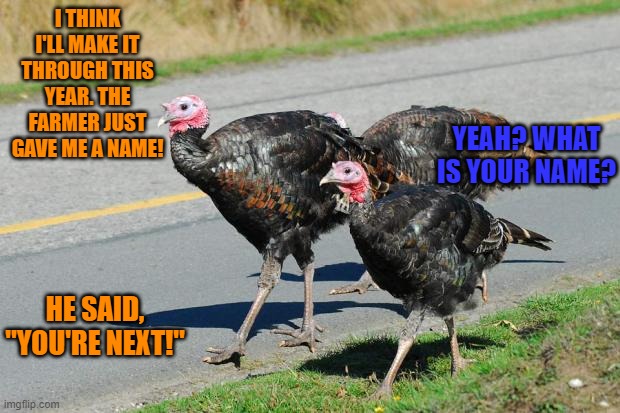 turkeys | I THINK I'LL MAKE IT THROUGH THIS YEAR. THE FARMER JUST GAVE ME A NAME! YEAH? WHAT IS YOUR NAME? HE SAID, "YOU'RE NEXT!" | image tagged in turkeys | made w/ Imgflip meme maker