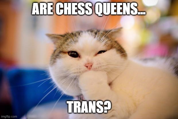 Hmmmmmmmmmmm | ARE CHESS QUEENS... TRANS? | image tagged in thinking cat,lgbtq,chess,memes | made w/ Imgflip meme maker