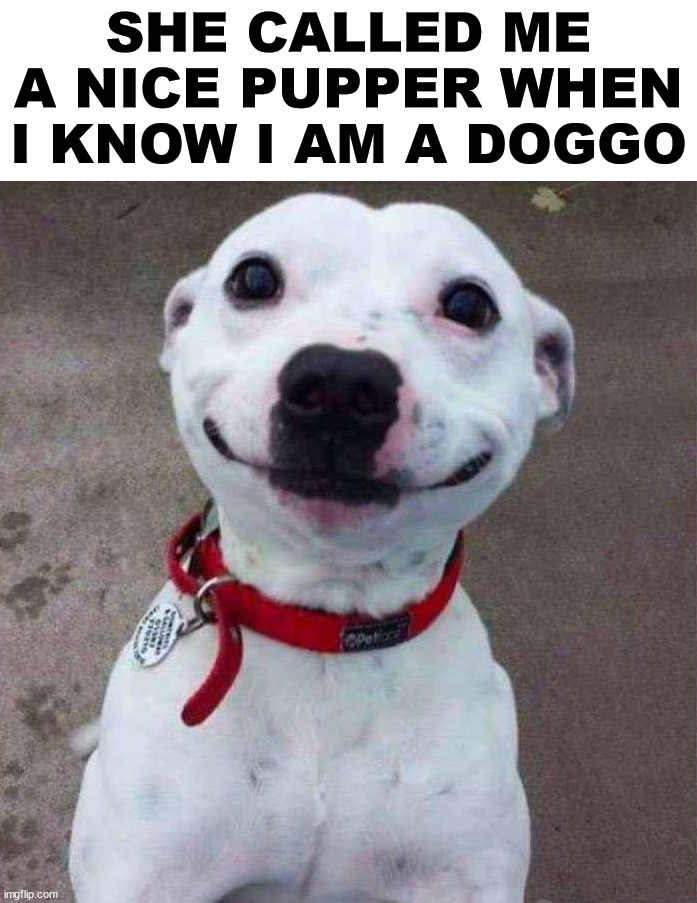 SHE CALLED ME A NICE PUPPER WHEN I KNOW I AM A DOGGO | image tagged in dogs | made w/ Imgflip meme maker