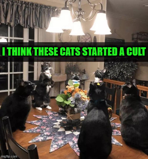 I THINK THESE CATS STARTED A CULT | image tagged in cats | made w/ Imgflip meme maker