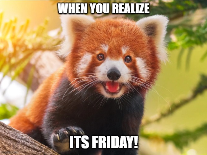 happy red panda | WHEN YOU REALIZE; ITS FRIDAY! | image tagged in happy red panda | made w/ Imgflip meme maker