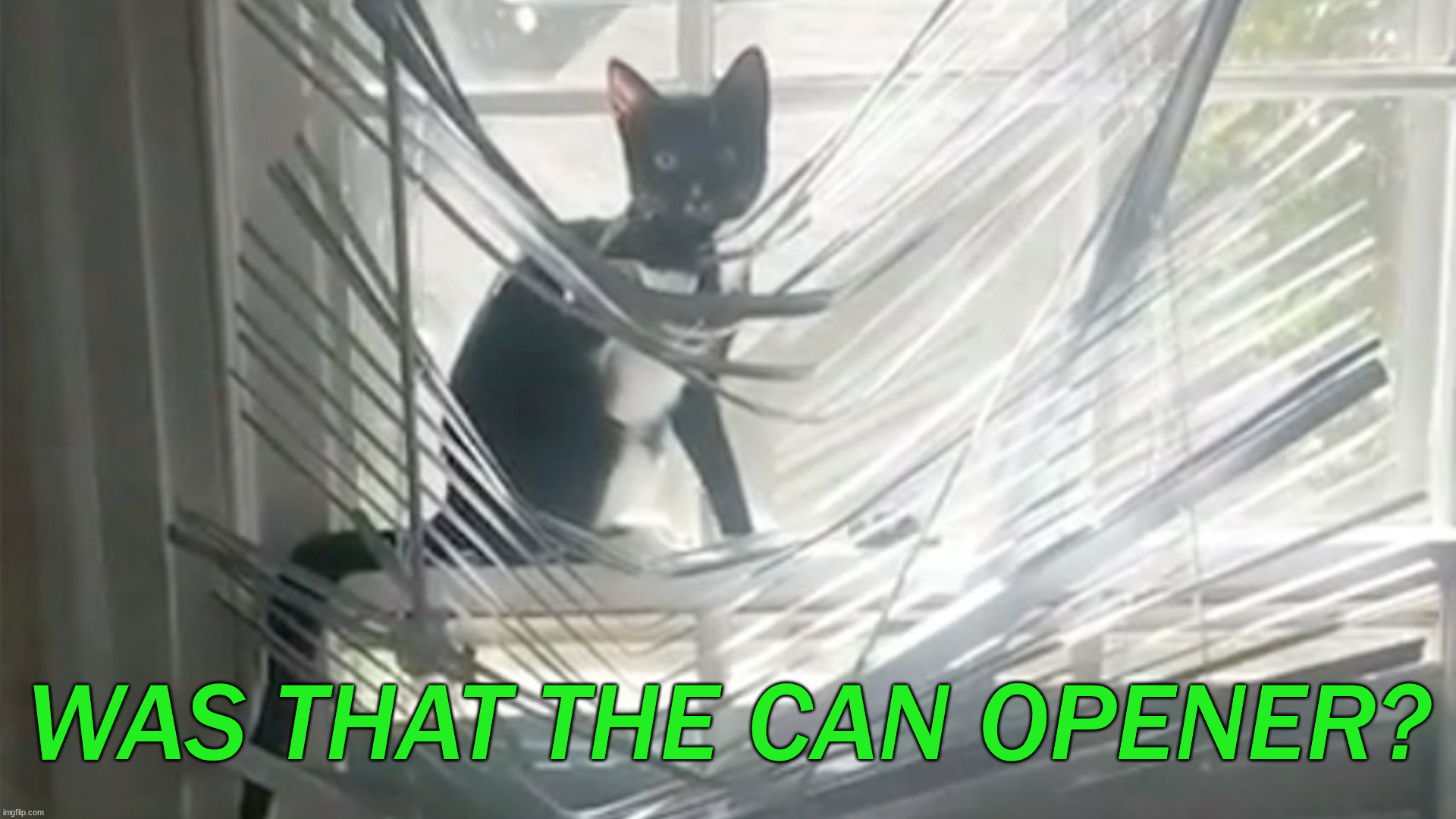 WAS THAT THE CAN OPENER? | image tagged in cats | made w/ Imgflip meme maker