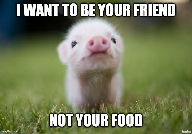 Why I'm a vegetarian |  I WANT TO BE YOUR FRIEND; NOT YOUR FOOD | image tagged in piglet,memes,vegetarian | made w/ Imgflip meme maker