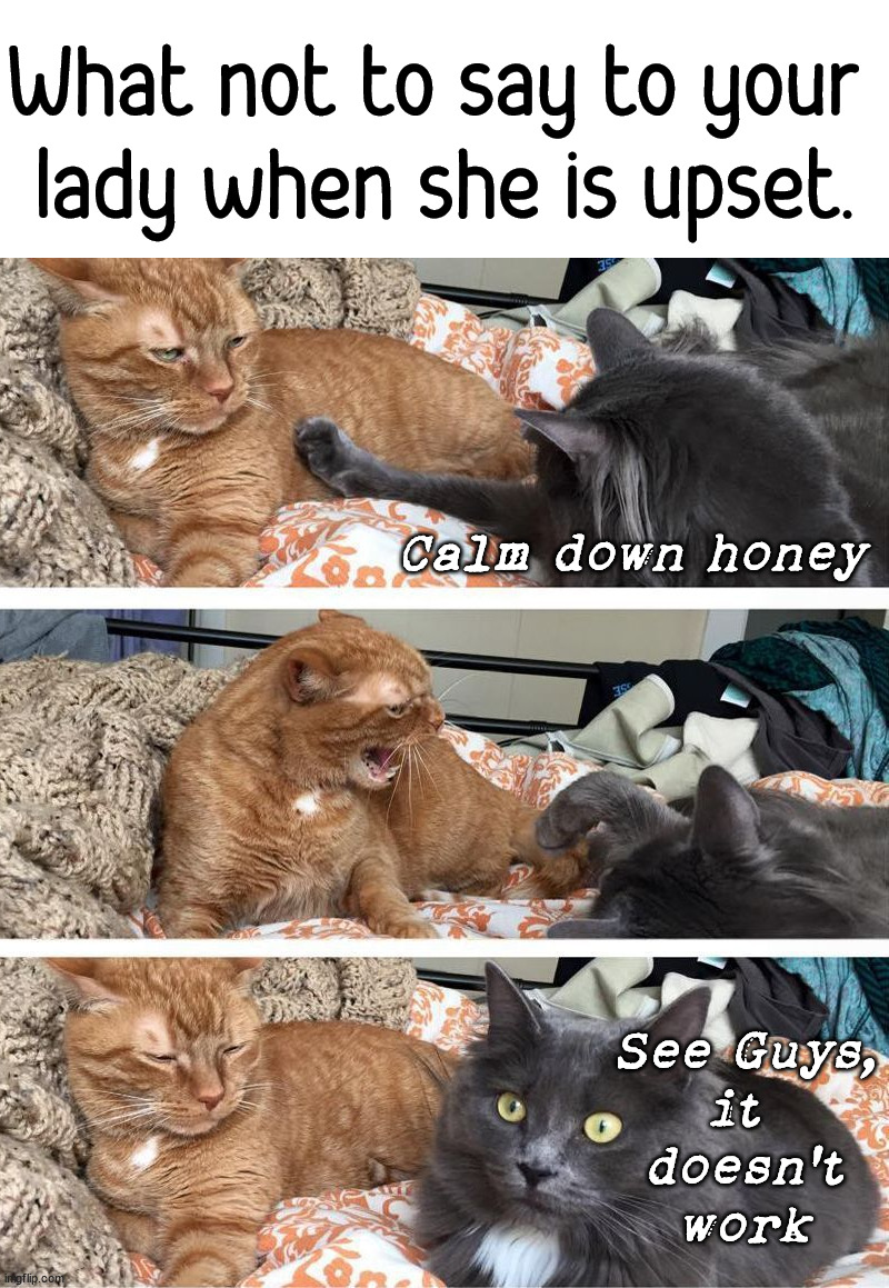A little relationship advice for you all. | What not to say to your 
lady when she is upset. Calm down honey; See Guys,
it 
doesn't
work | image tagged in calm down,cats,girlfriend,relationship | made w/ Imgflip meme maker