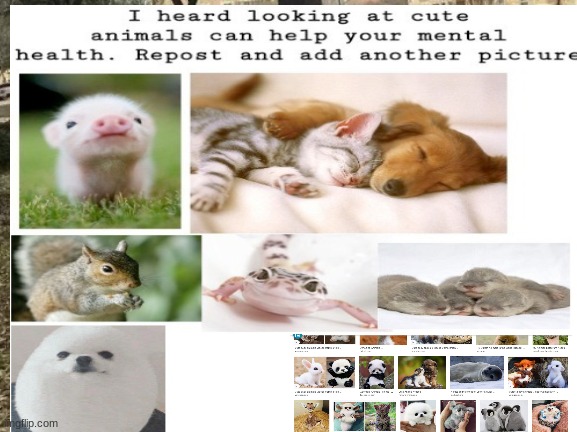 cute animal barrage | image tagged in cute | made w/ Imgflip meme maker