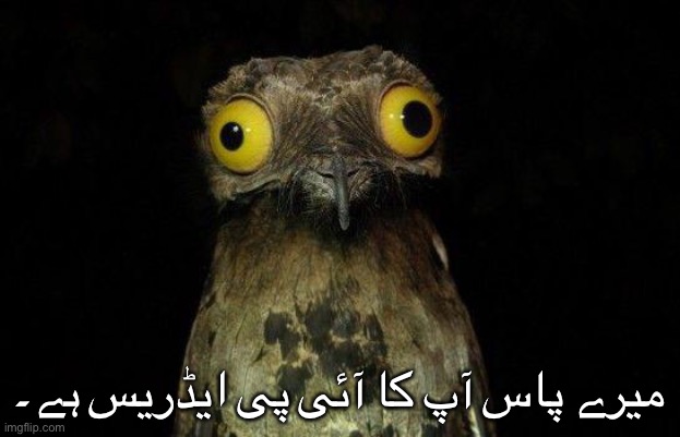 Crazy eyed bird | میرے پاس آپ کا آئی پی ایڈریس ہے۔ | image tagged in crazy eyed bird | made w/ Imgflip meme maker