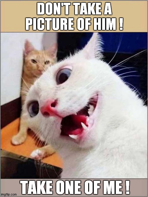 Cat Photobomb ! | DON'T TAKE A PICTURE OF HIM ! TAKE ONE OF ME ! | image tagged in cats,photobomb | made w/ Imgflip meme maker