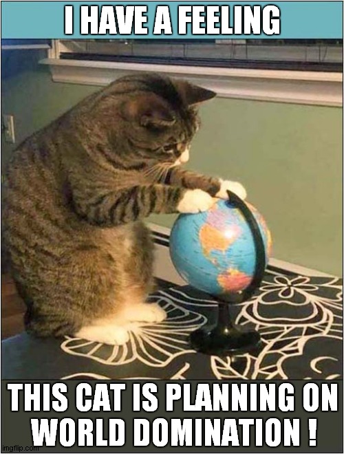 I'm Worried About This Cat ! | I HAVE A FEELING; THIS CAT IS PLANNING ON
WORLD DOMINATION ! | image tagged in cats,world domination | made w/ Imgflip meme maker