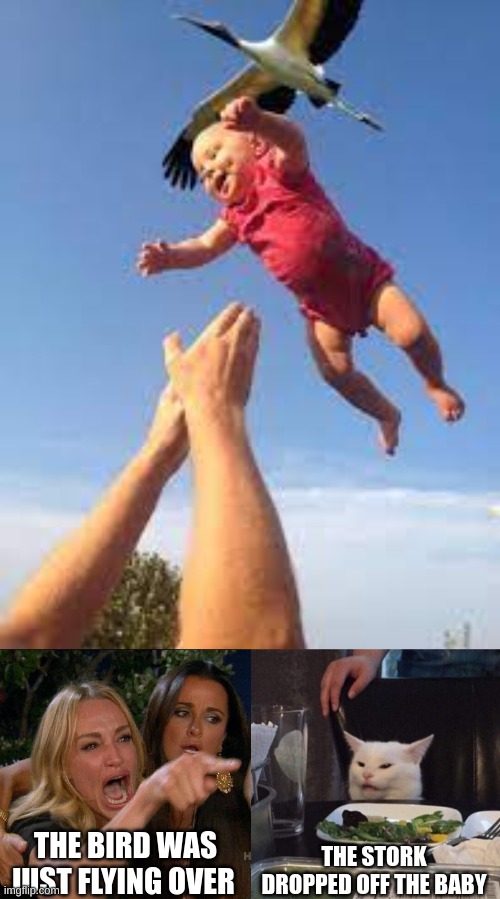 THE BIRD WAS JUST FLYING OVER; THE STORK DROPPED OFF THE BABY | image tagged in woman yelling at cat | made w/ Imgflip meme maker