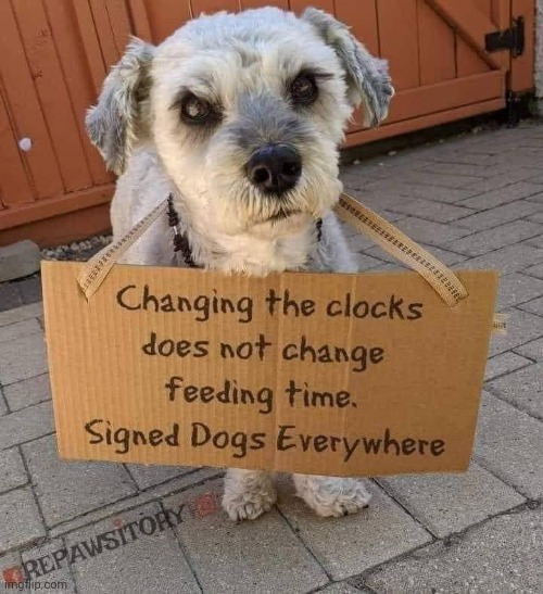 Someone doesn't like the time change | image tagged in memes,dogs | made w/ Imgflip meme maker