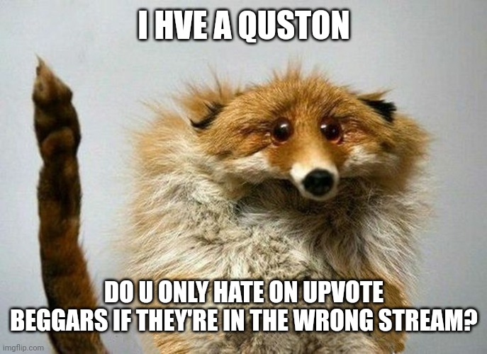 I have a Question Fox | I HVE A QUSTON; DO U ONLY HATE ON UPVOTE BEGGARS IF THEY'RE IN THE WRONG STREAM? | image tagged in i have a question fox | made w/ Imgflip meme maker