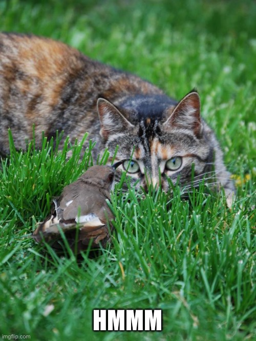 cat and bird | HMMM | image tagged in cat and bird | made w/ Imgflip meme maker