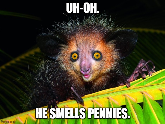 UH-OH. HE SMELLS PENNIES. | image tagged in aye-aye | made w/ Imgflip meme maker
