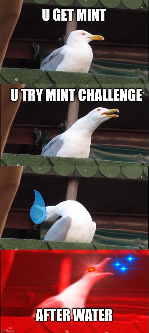 did u try thid once | U GET MINT; U TRY MINT CHALLENGE; AFTER WATER | image tagged in memes,inhaling seagull | made w/ Imgflip meme maker