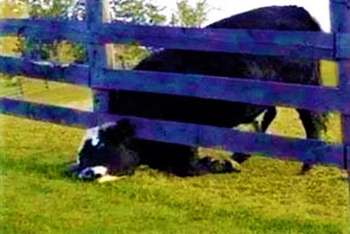 cow stuck Blank Meme Template