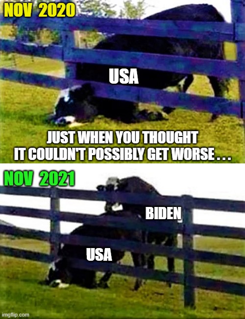 cow (USA) stuck and screwed | NOV  2020; USA; JUST WHEN YOU THOUGHT
IT COULDN'T POSSIBLY GET WORSE . . . NOV  2021; BIDEN; USA | image tagged in political humor,usa,joe biden,cow,2020 elections,2021 | made w/ Imgflip meme maker