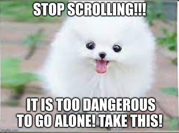 TAKE THIS! | STOP SCROLLING!!! IT IS TOO DANGEROUS TO GO ALONE! TAKE THIS! | image tagged in cute doggo | made w/ Imgflip meme maker