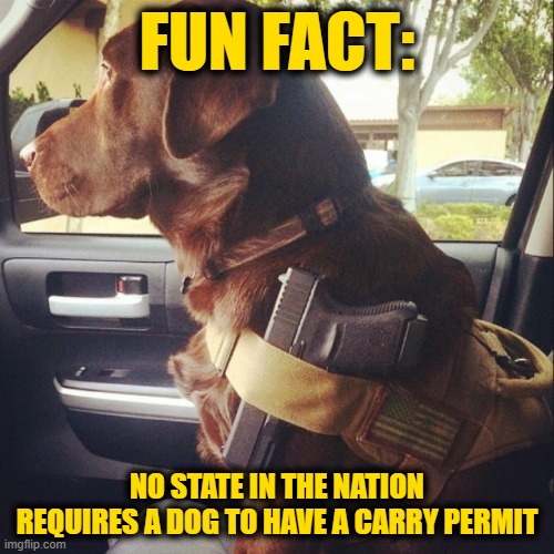 Fun Facts | FUN FACT:; NO STATE IN THE NATION REQUIRES A DOG TO HAVE A CARRY PERMIT | image tagged in guns,2nd amendment | made w/ Imgflip meme maker