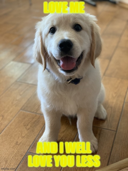 Marvel The Golden Retriever | LOVE ME; AND I WELL LOVE YOU LESS | image tagged in marvel the golden retriever | made w/ Imgflip meme maker