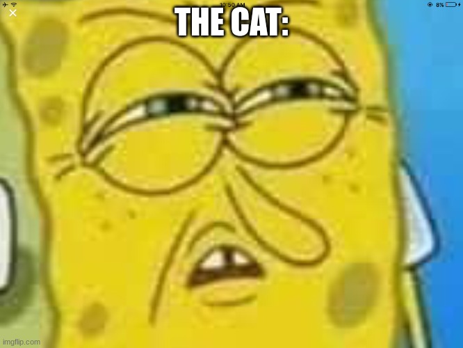 SpongeBob Angry and Confused | THE CAT: | image tagged in spongebob angry and confused | made w/ Imgflip meme maker