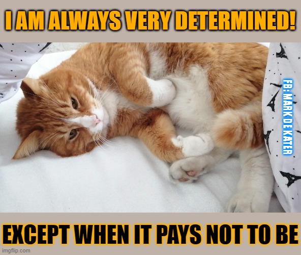 This #lolcat wants to know if you're always determined or just when it suits you. | I AM ALWAYS VERY DETERMINED! FB: MARK DE KATER; EXCEPT WHEN IT PAYS NOT TO BE | image tagged in determination,lolcat,hypocrisy | made w/ Imgflip meme maker