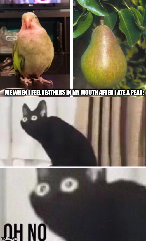 0_0 | ME WHEN I FEEL FEATHERS IN MY MOUTH AFTER I ATE A PEAR: | image tagged in oh no cat,birb,pear,barney will eat all of your delectable biscuits | made w/ Imgflip meme maker