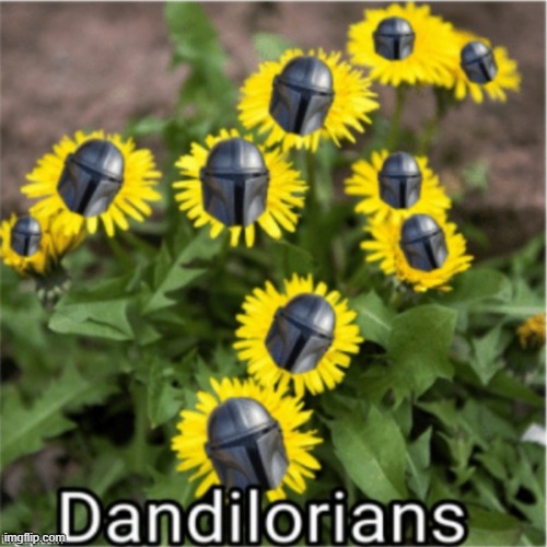 Dandalorians | image tagged in ____lorians | made w/ Imgflip meme maker