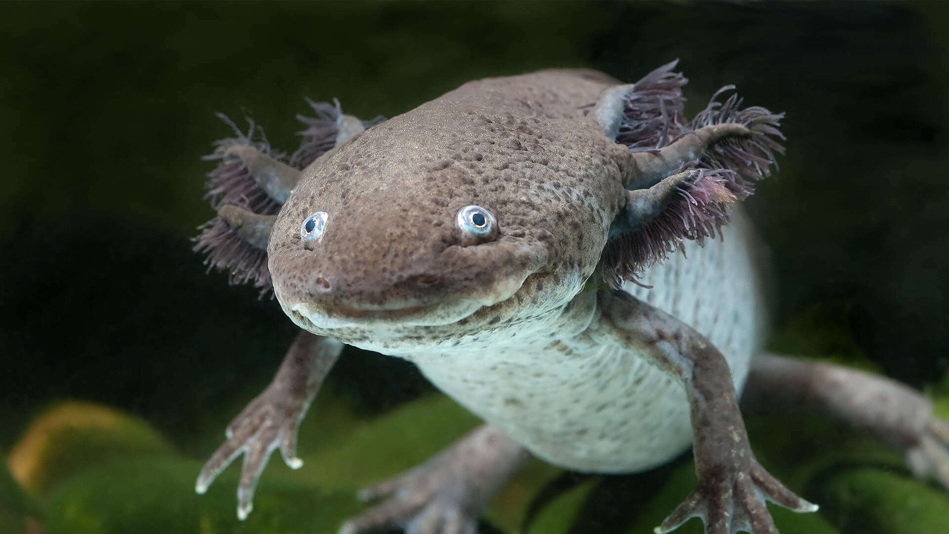 High Quality Axolotl Embarassed Blank Meme Template