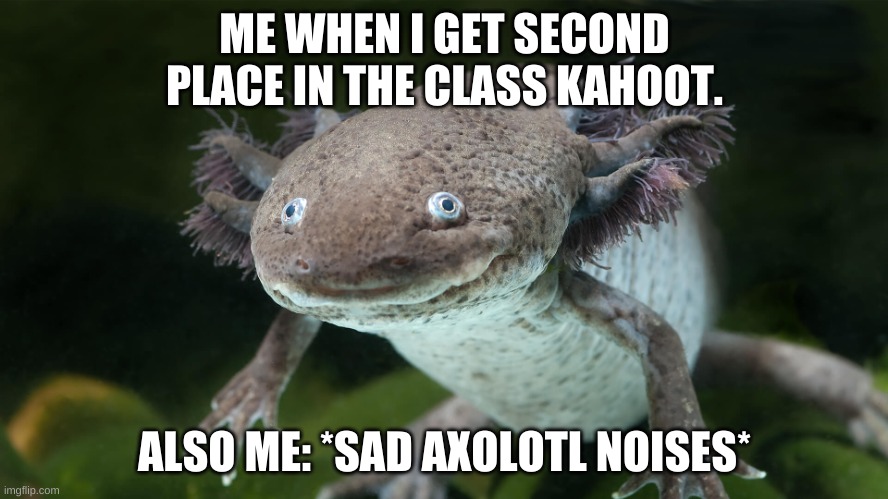 Axolotl Embarassed | ME WHEN I GET SECOND PLACE IN THE CLASS KAHOOT. ALSO ME: *SAD AXOLOTL NOISES* | image tagged in axolotl embarassed | made w/ Imgflip meme maker