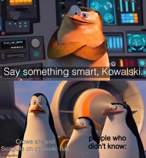 Say something smart Kowalski | Crows are just Seagulls on opposite day; people who didn't know: | image tagged in say something smart kowalski,memes | made w/ Imgflip meme maker