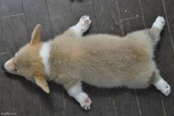 Me confusing sleeping with planking. | image tagged in me confusing sleeping with planking | made w/ Imgflip meme maker