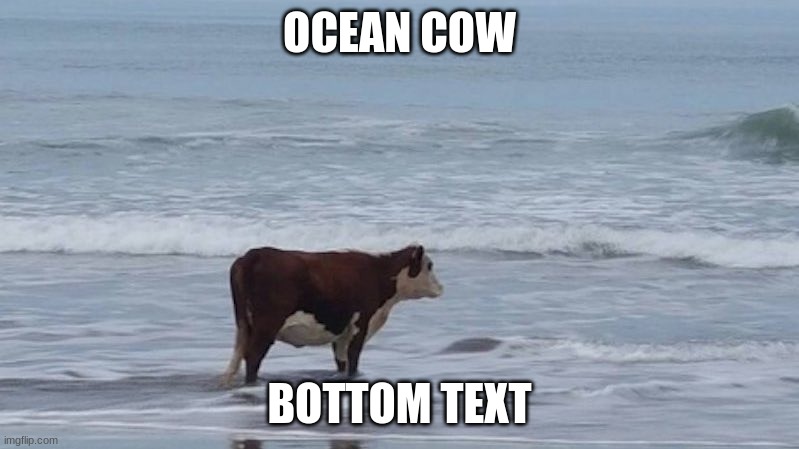 OCEAN COW; BOTTOM TEXT | made w/ Imgflip meme maker