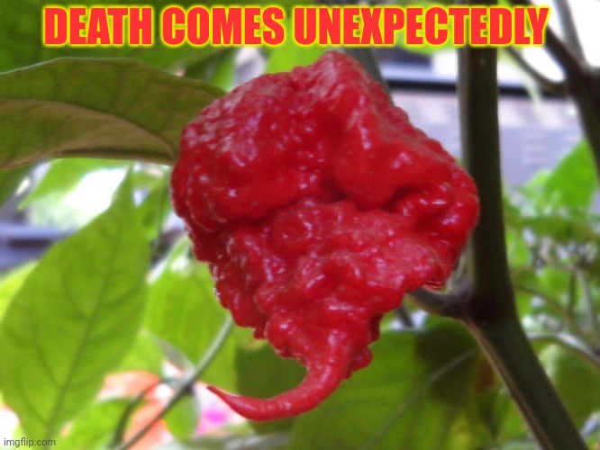 Killer hot peppers! | DEATH COMES UNEXPECTEDLY | image tagged in carolina reaper,hot,pepper | made w/ Imgflip meme maker