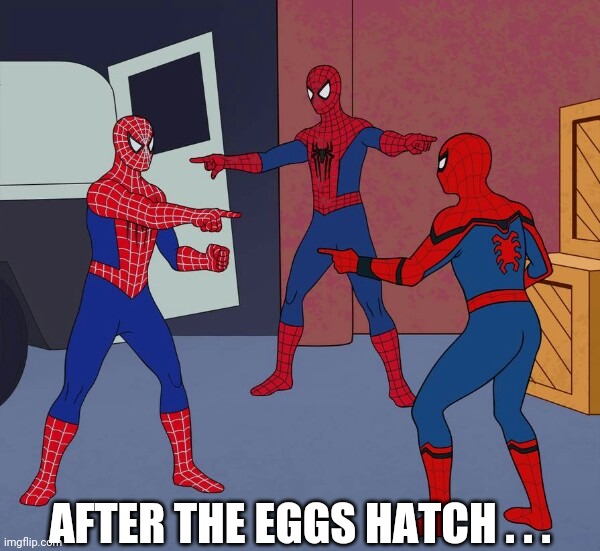 Spider Man Triple | AFTER THE EGGS HATCH . . . | image tagged in spider man triple | made w/ Imgflip meme maker